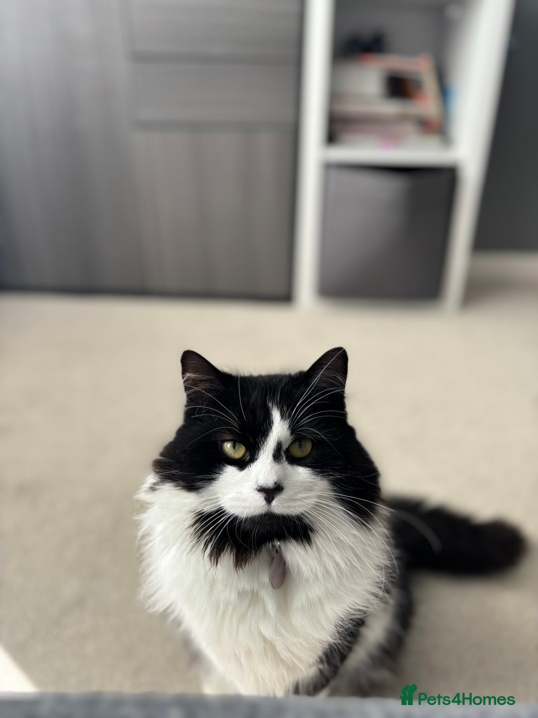 Mixed Breed cats for sale: Hugo  - Image 4