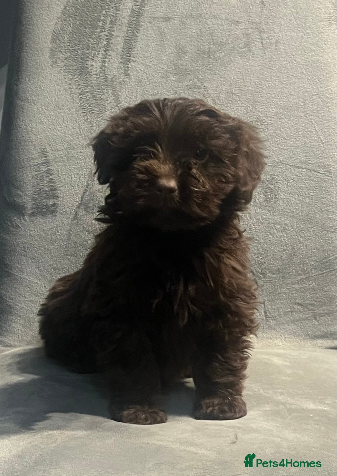 Cockapoo dogs for sale: Beautiful merl Cockpoo puppies  - Advert 27