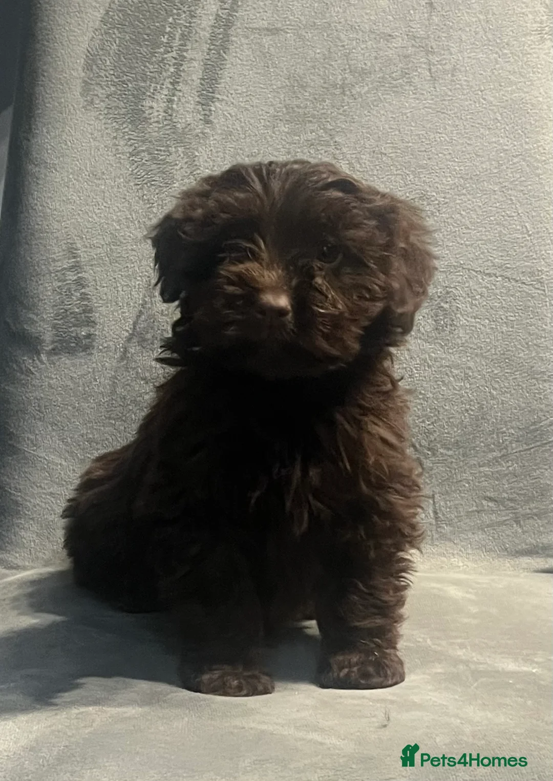 Cockapoo dogs for sale: Beautiful merl Cockpoo puppies  - Advert 28