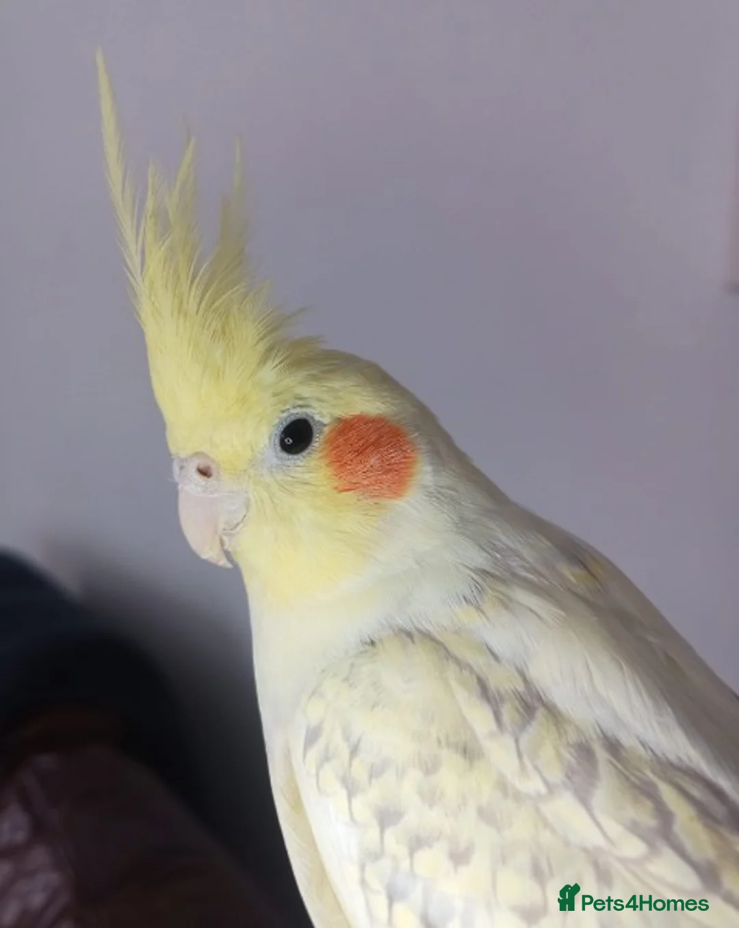 Cockatiels birds for sale: Superb hand-reared female cockatiel. - Advert 2