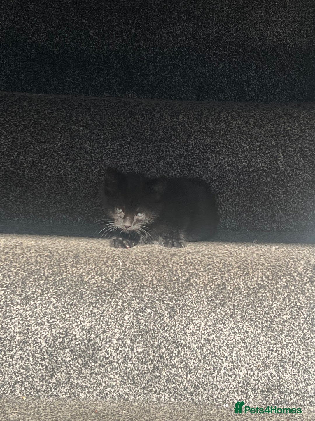 Domestic Shorthair cats for sale: Beautiful kittens looking for forever homes🩷💙🐾 - Image 20