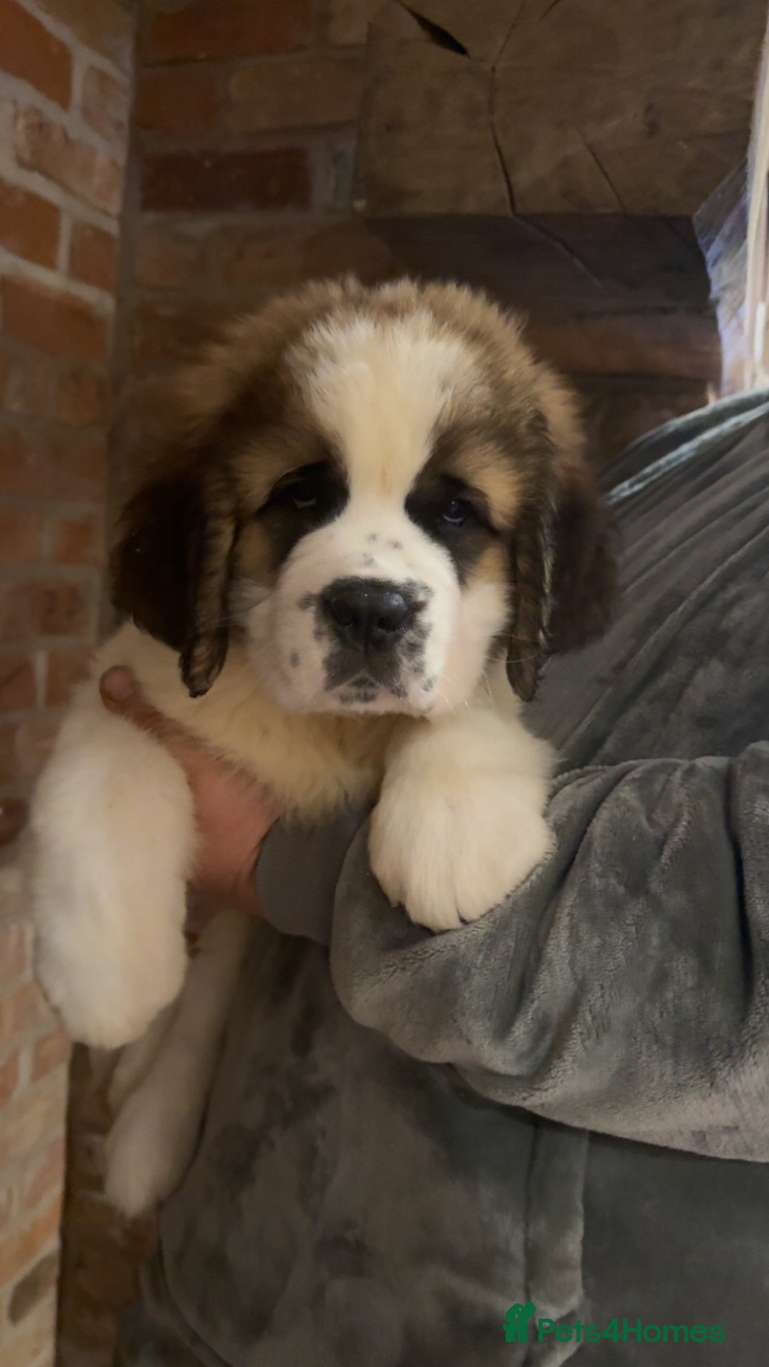 Saint Bernard dogs for sale: Outstanding chunky Saint Bernard puppies for sale - Image 5