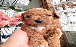 Maltipoo dogs for sale: Beautiful F1B Toy Size Maltipoo Puppies - Image 17