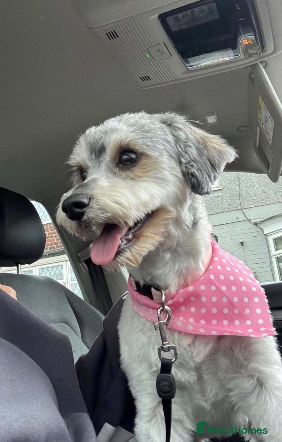 Schnoodle dogs 4 GIRLS 1 BOY LEFT  - Advert 2