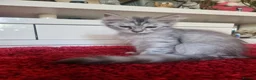 Maine Coon cats for sale: Beautiful Maine Coon Kittens READY TO LEAVE - Advert 3