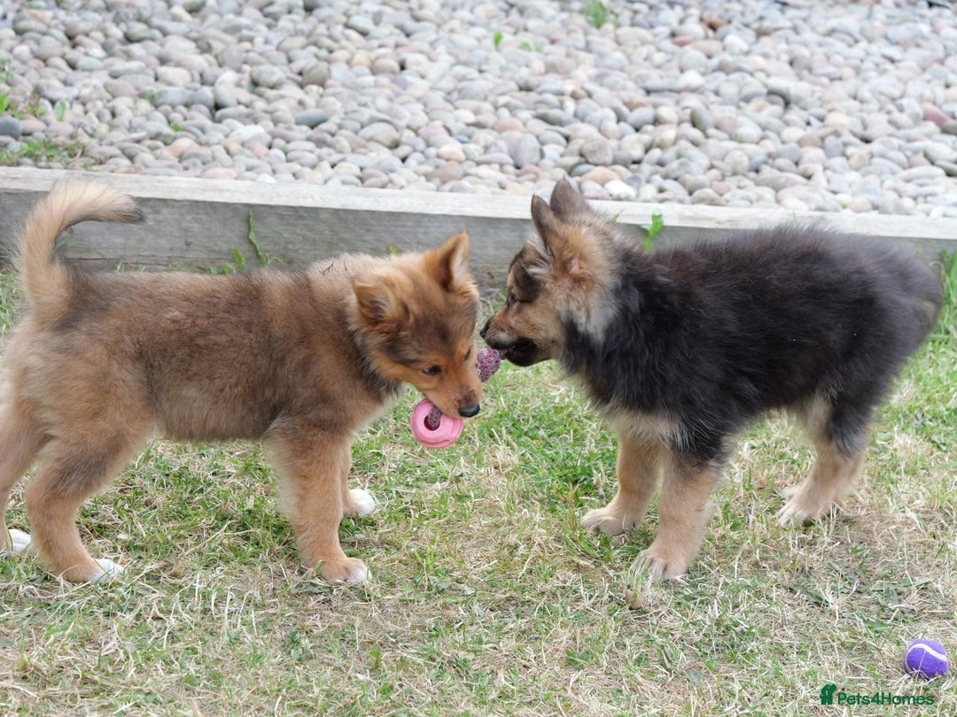 Mixed Breed dogs for sale: Shollies  in Rochdale - Image 40