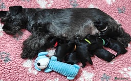 Miniature Schnauzer dogs for sale: Beautiful KC Miniature Schnauzer Puppies  - Image 15