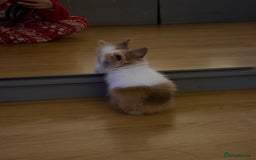 Lionhead rabbits for sale: Double-Maned Lionhead’s for sale 🐰❤️ - Image 7