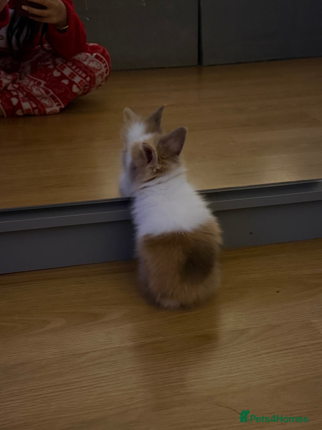 Lionhead rabbits for sale: Double-Maned Lionhead’s for sale 🐰❤️ - Image 7