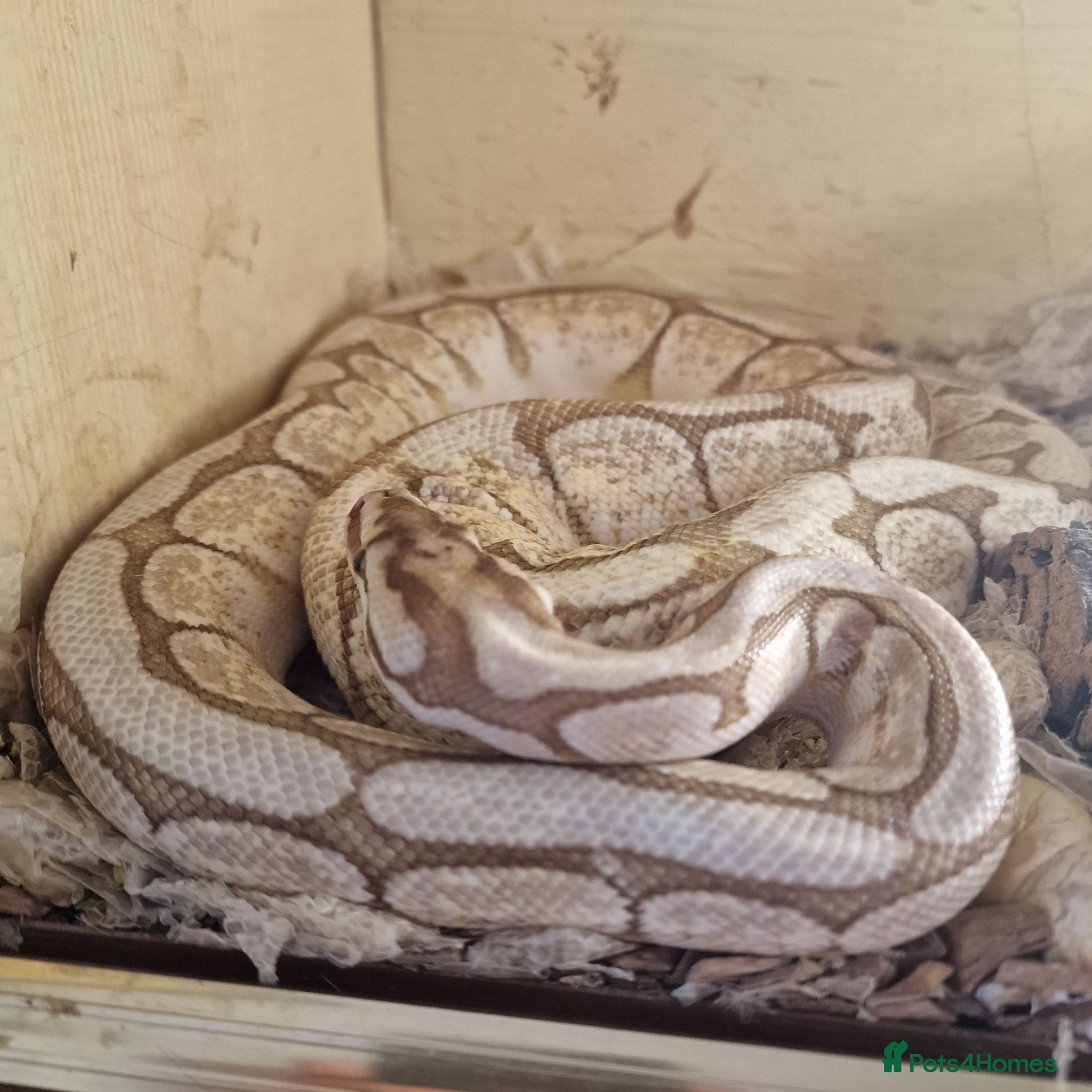 Python Snake reptiles Royal pythons  - Advert 2