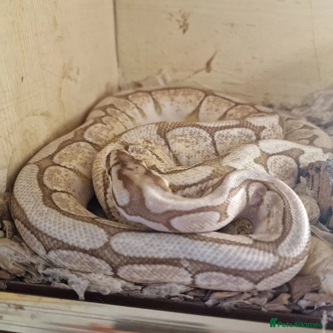 Python Snake reptiles for sale: Royal pythons  in Birmingham - Advert 1