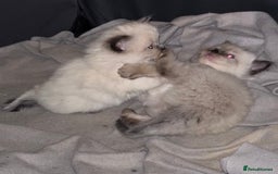 Ragdoll cats for sale: Beautiful ragdoll kittens for sale  - Advert 10