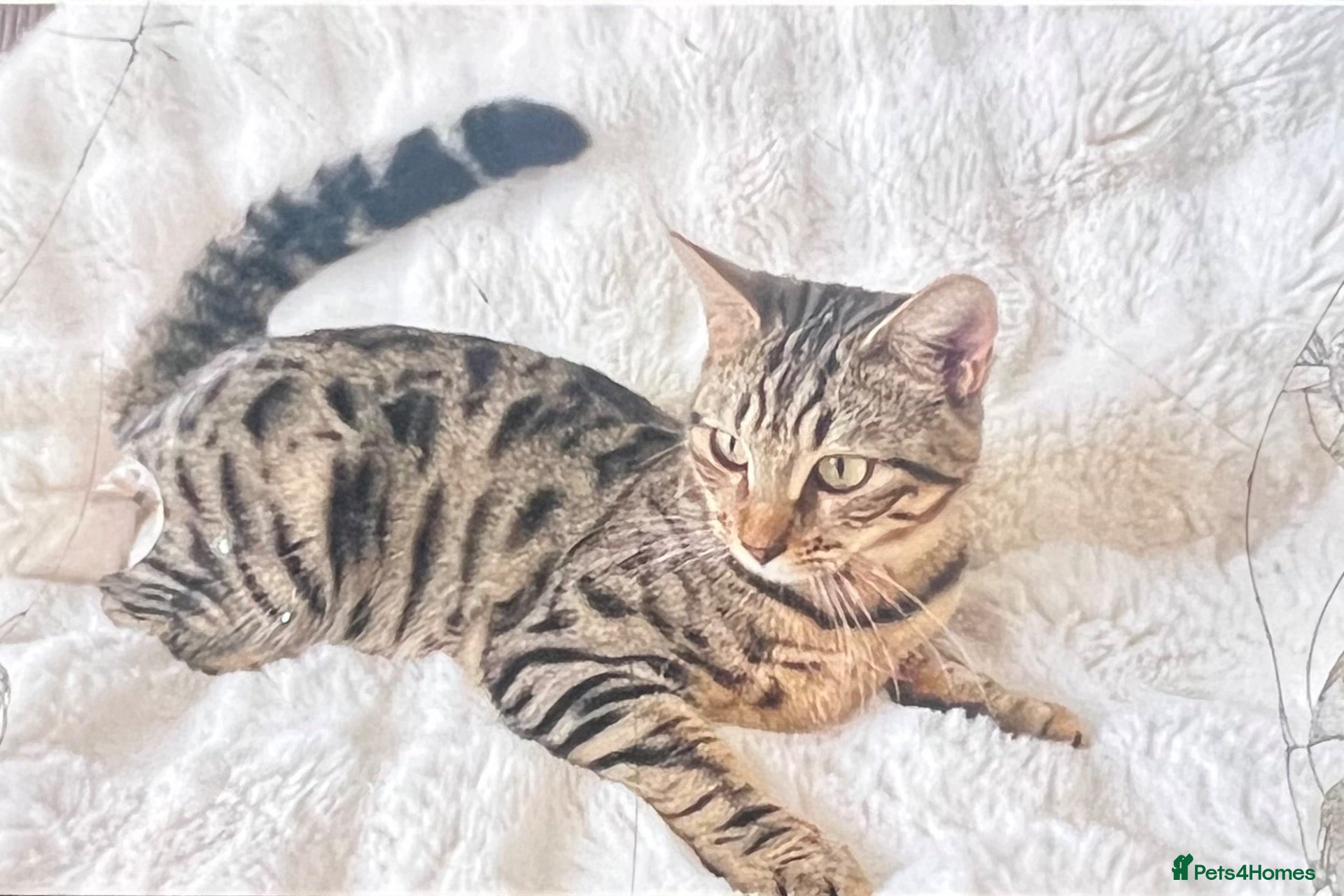 Bengal cats Bengal cross mix - Advert 22