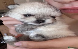 Pomeranian dogs for sale: Bridgerton KC Teddy Bear Faced Pomeranians - Image 8
