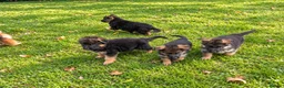 German Shepherd dogs for sale: World class German Shepherds - Advert 11