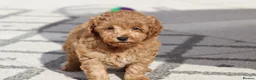 Cavapoochon dogs for sale: Cavapoochon puppies for sale Fox Red  - Advert 16