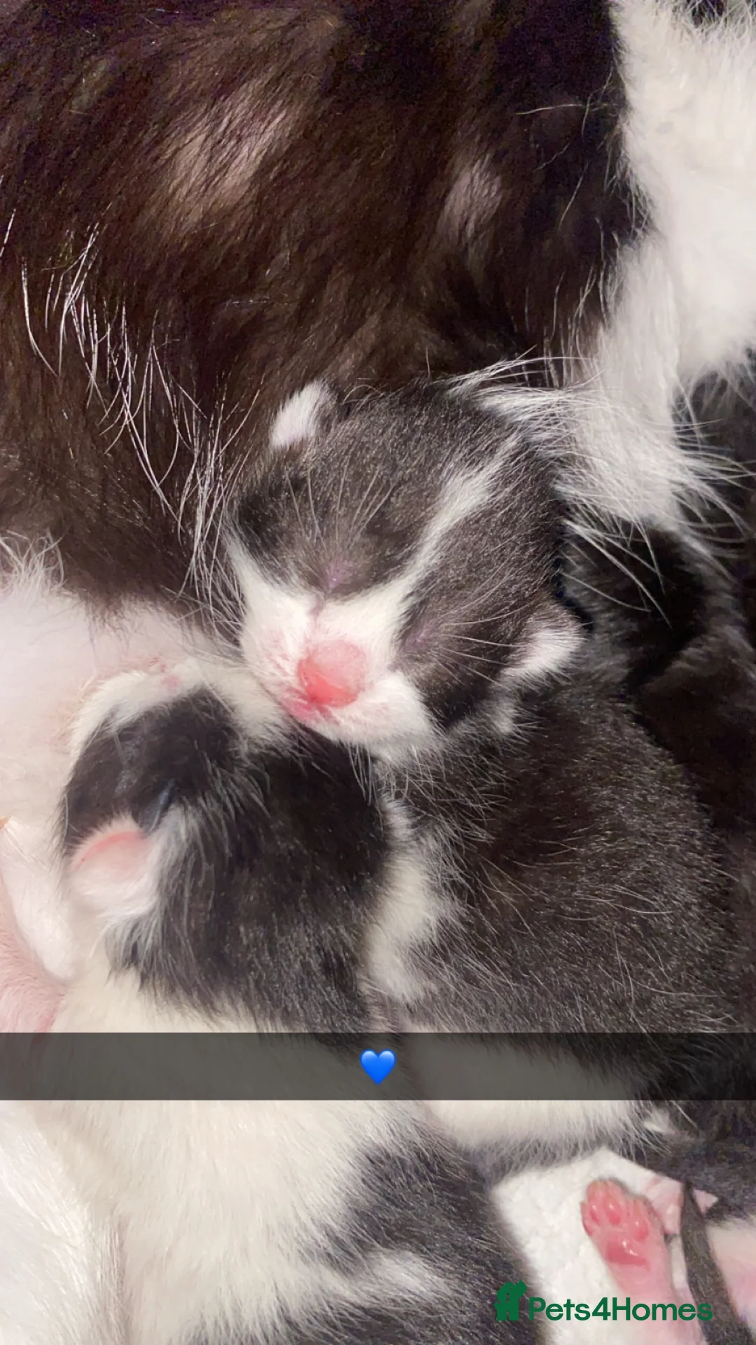 Mixed Breed cats for sale: 6 gorgeous babies - Advert 7