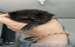 Mixed Breed cats for sale: Cutest Scottish Fold and BSH kittens  - Image 22