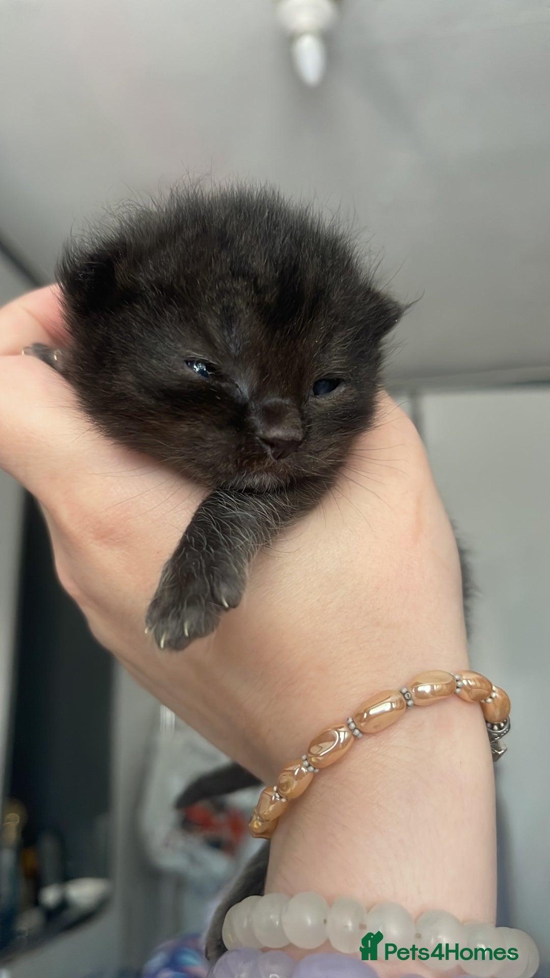 Mixed Breed cats for sale: Cutest Scottish Fold and BSH kittens  - Image 22