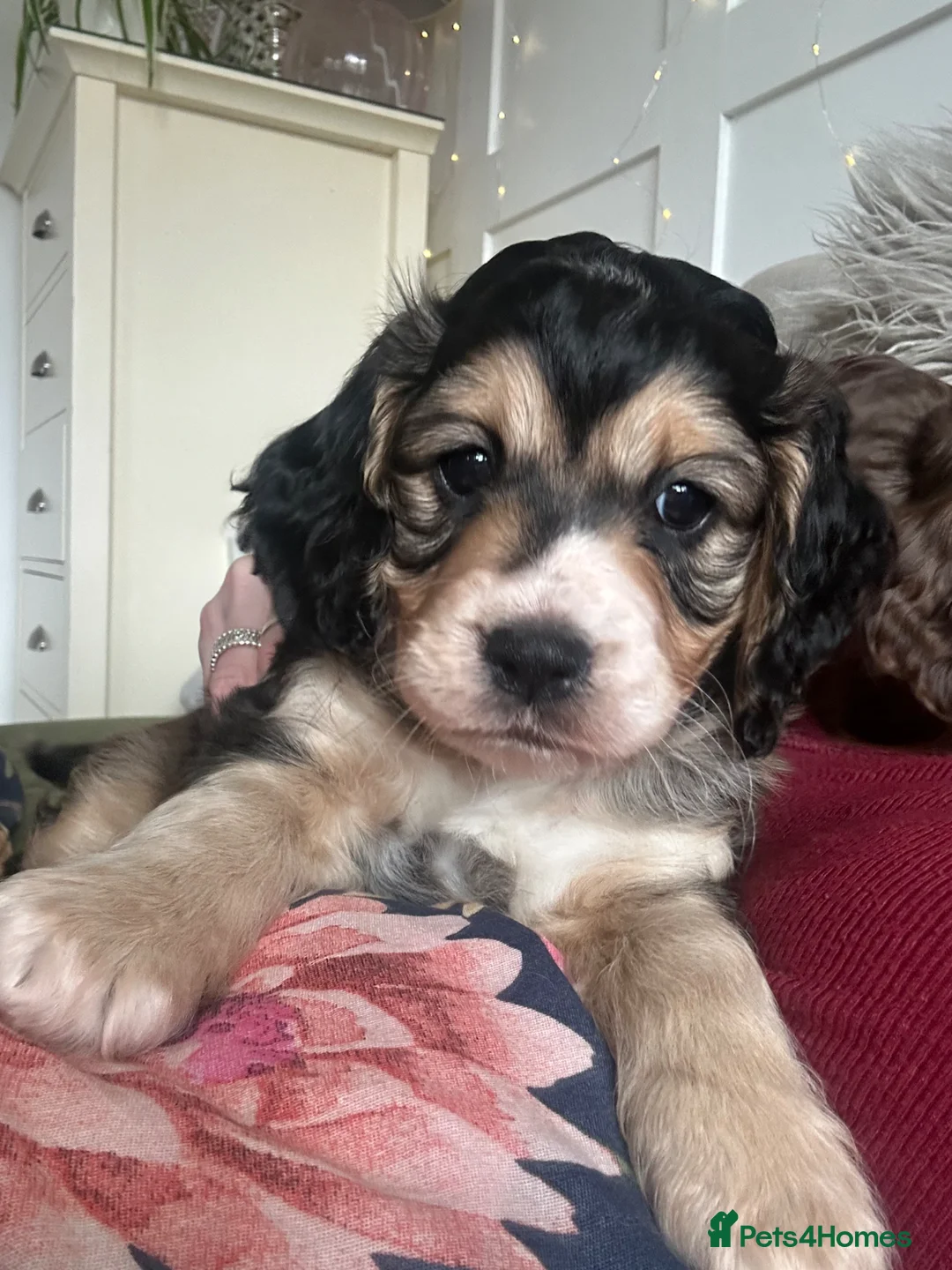 Cockapoo dogs for sale: Cockapoo  - Advert 25