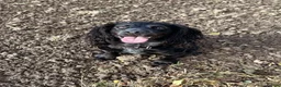 Cocker Spaniel dogs for sale: Working cocker spaniel pups in Richmond - Advert 2