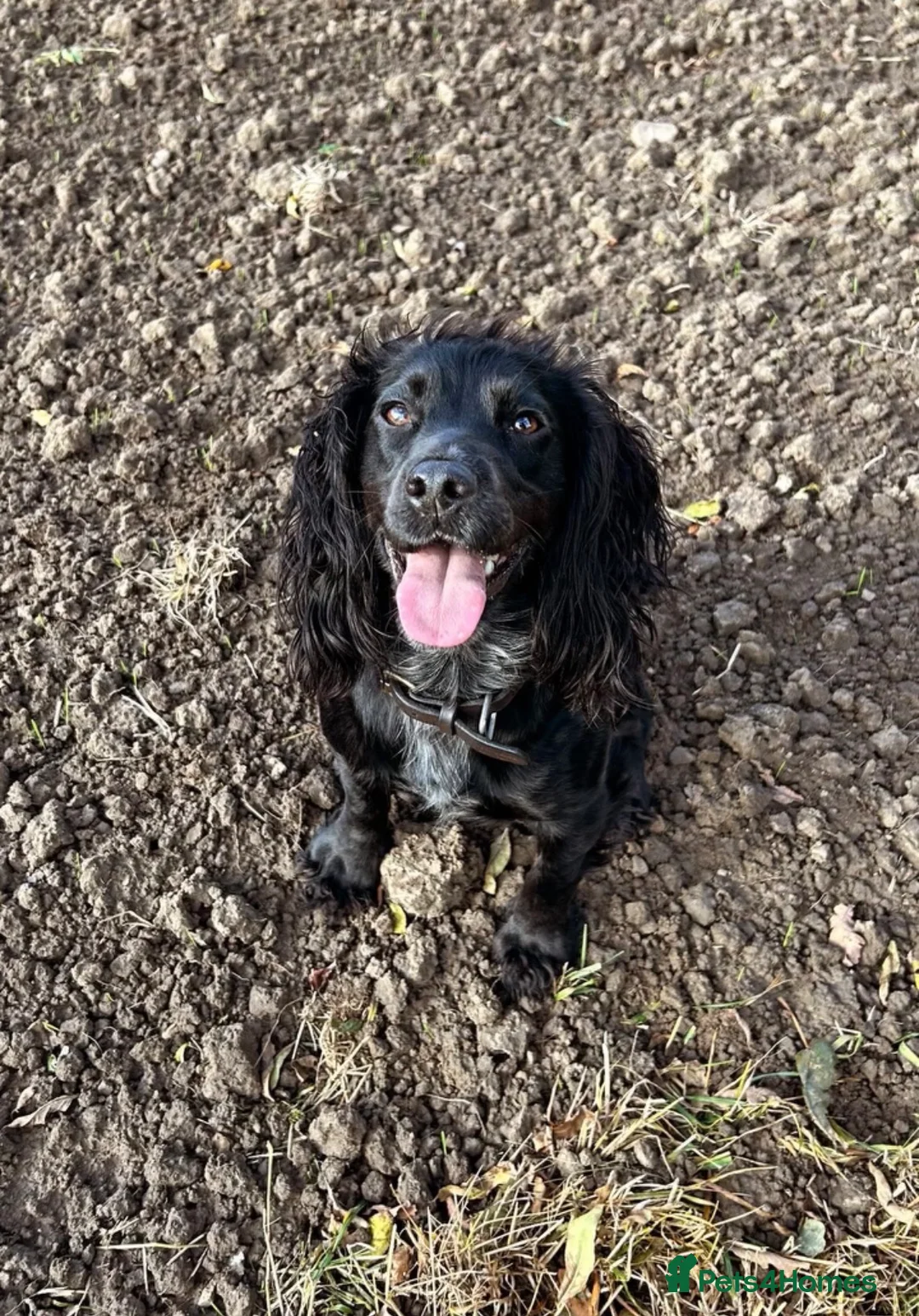 Cocker Spaniel dogs for sale: Working cocker spaniel pups in Richmond - Advert 2
