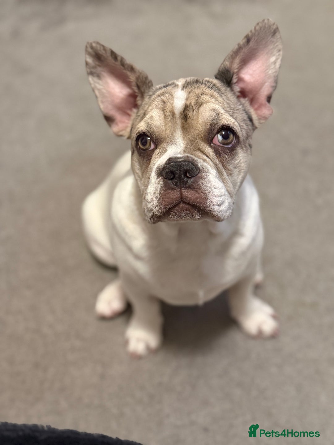 French Bulldog dogs for sale: Male French bulldog - Advert 4