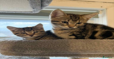 Mixed Breed cats - Advert 13