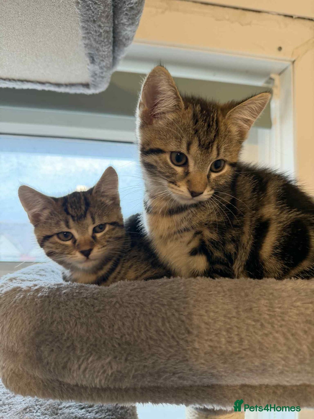 Mixed Breed cats for sale: Adorable Kittens Looking for Forever Homes! 🐱💕 - Image 2