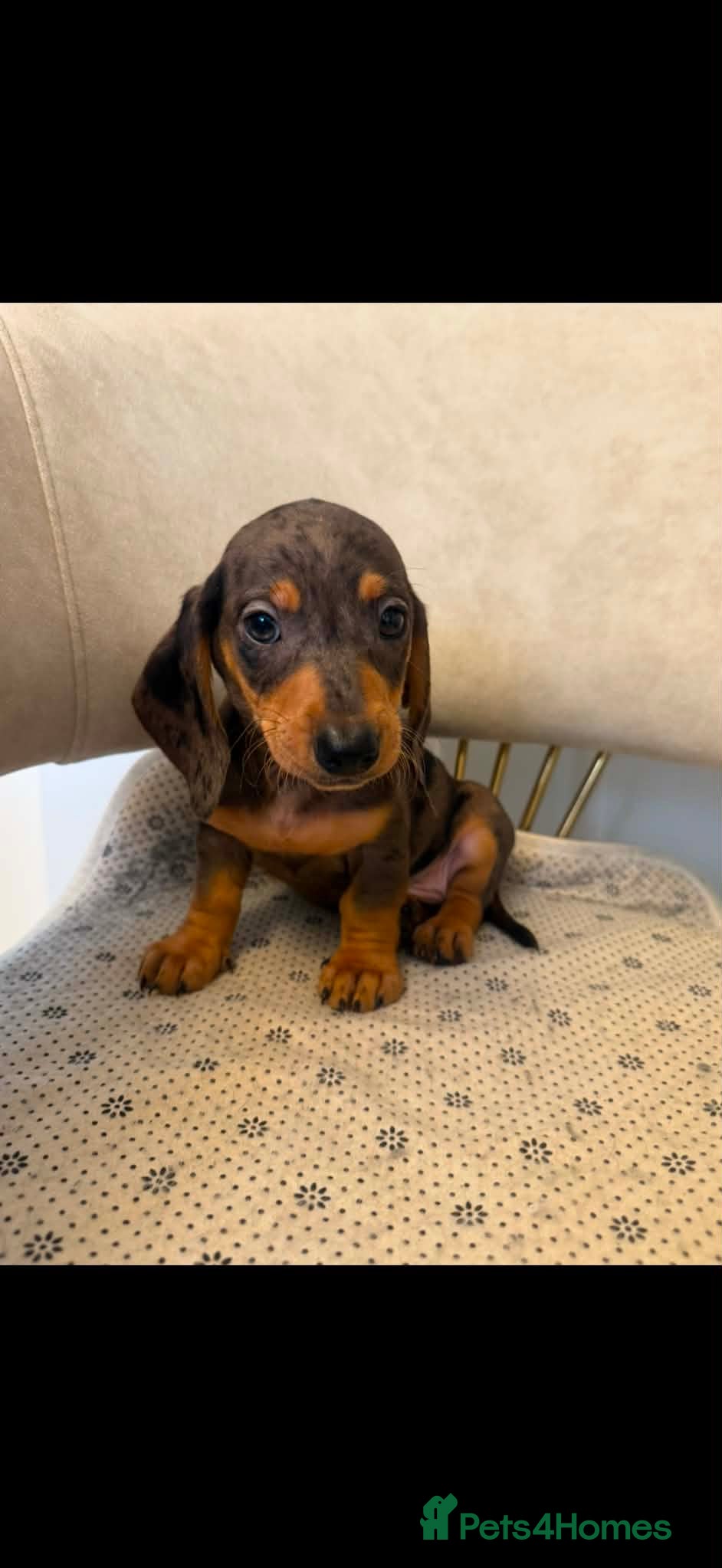 Miniature Dachshund dogs Miniature dachshund  - Advert 5