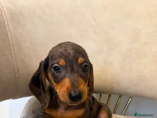 Miniature Dachshund dogs Miniature dachshund - Advert 5