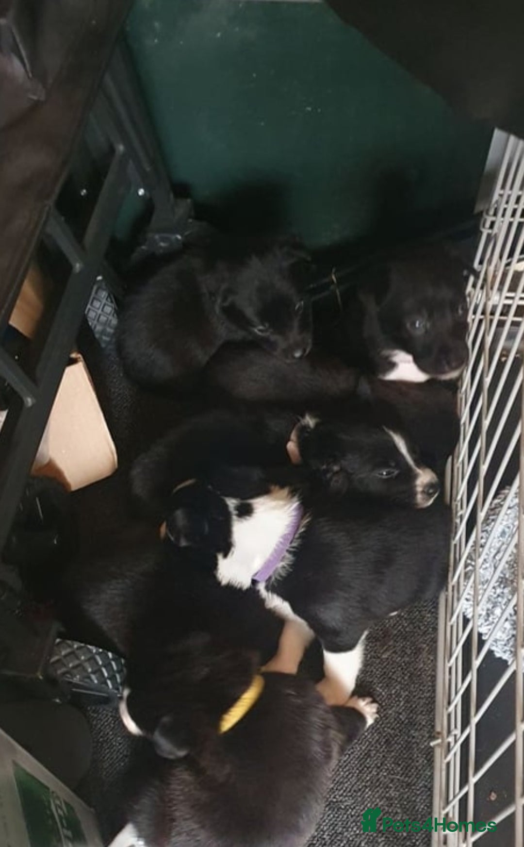 Mixed Breed dogs for sale: German sherperd-colliestaffie  - Image 4