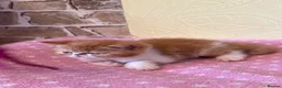 Persian cats for sale: 💕 Beautiful Kittens 💕 - Advert 17