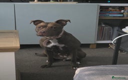 Mixed Breed dogs for sale: Female staffy - Image 1