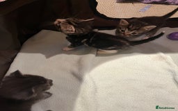 Mixed Breed cats for sale: Mixed Breed Kittens 🐈‍⬛ 🐾  - Image 10