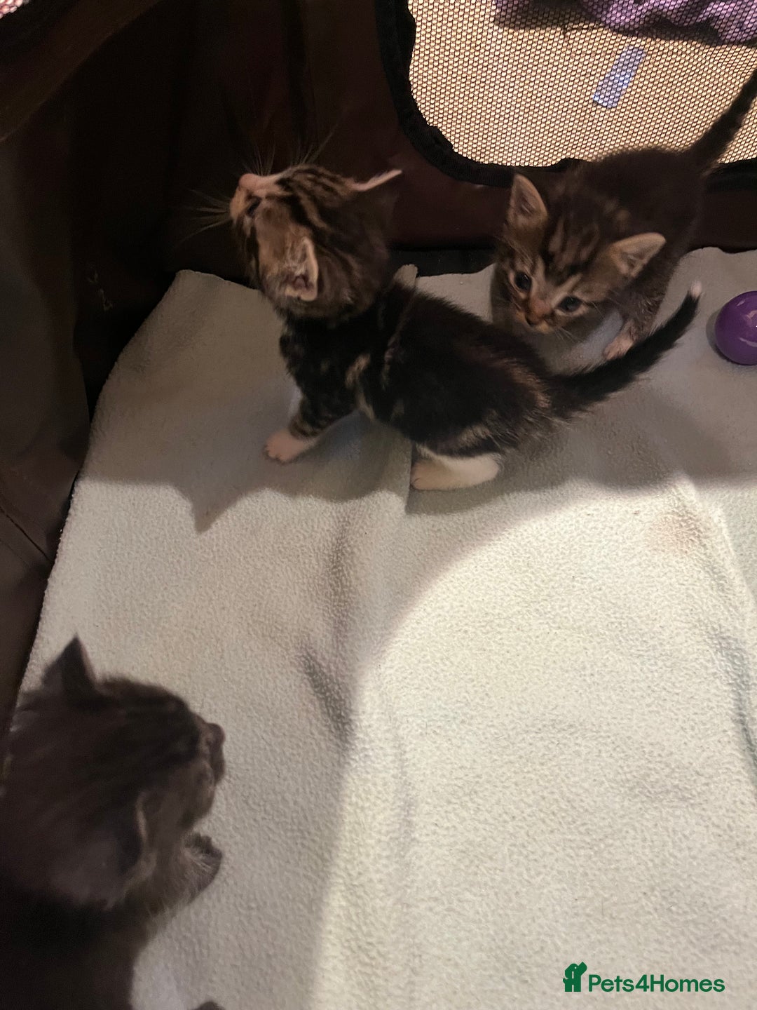 Mixed Breed cats for sale: Mixed Breed Kittens 🐈‍⬛ 🐾  - Image 10