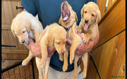 Labrador Retriever dogs for sale: 6 Pedigree Fox Red Labrador Puppies - Image 3