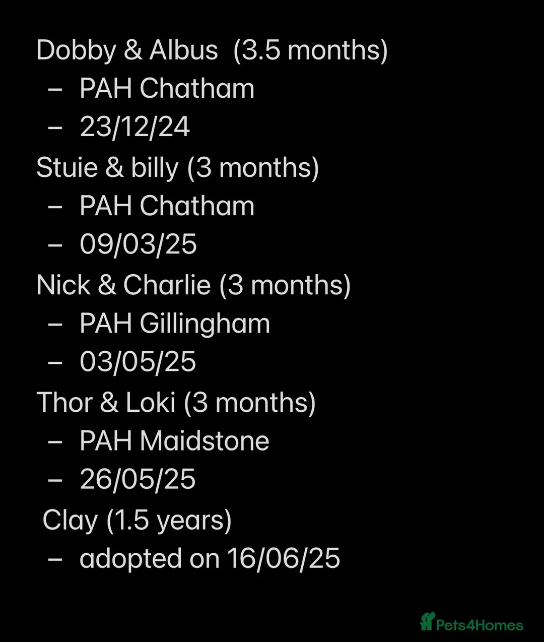 Rat rodents for sale: Male rats for rehoming - Advert 2