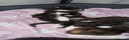 Mixed Breed cats for sale: Three beautiful male kittens available - Advert 1