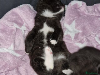 Mixed Breed cats Three beautiful male kittens available - Advert 4