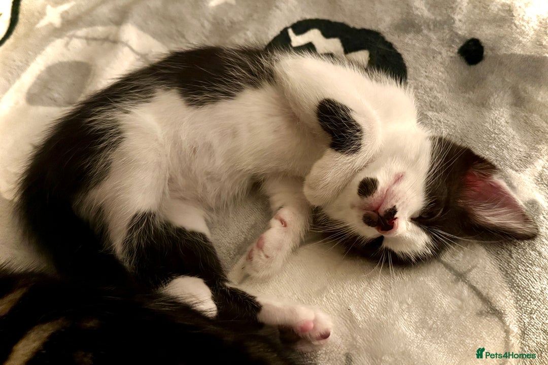 Mixed Breed cats for sale: 4 gorgeous tabby kittens - Image 9