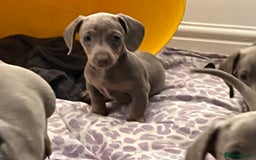 Dachshund dogs for sale: Beautiful Isabella pups exceptional quality  - Image 17