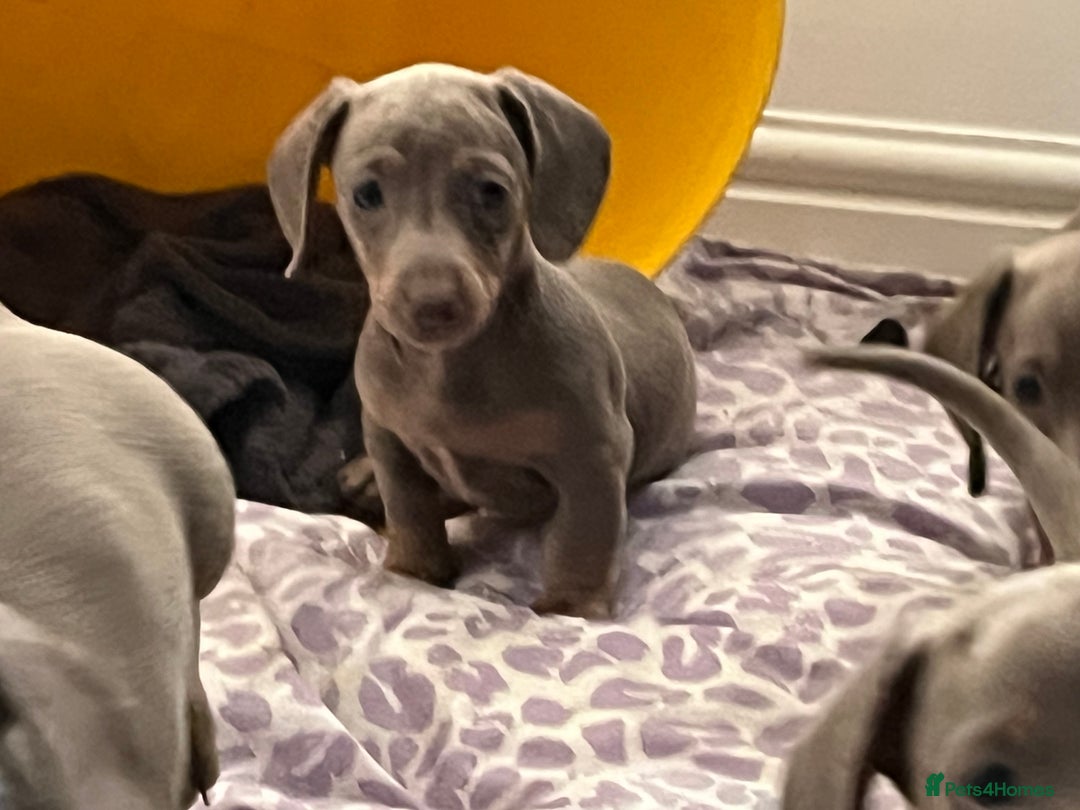 Dachshund dogs for sale: Beautiful Isabella pups exceptional quality  - Image 17