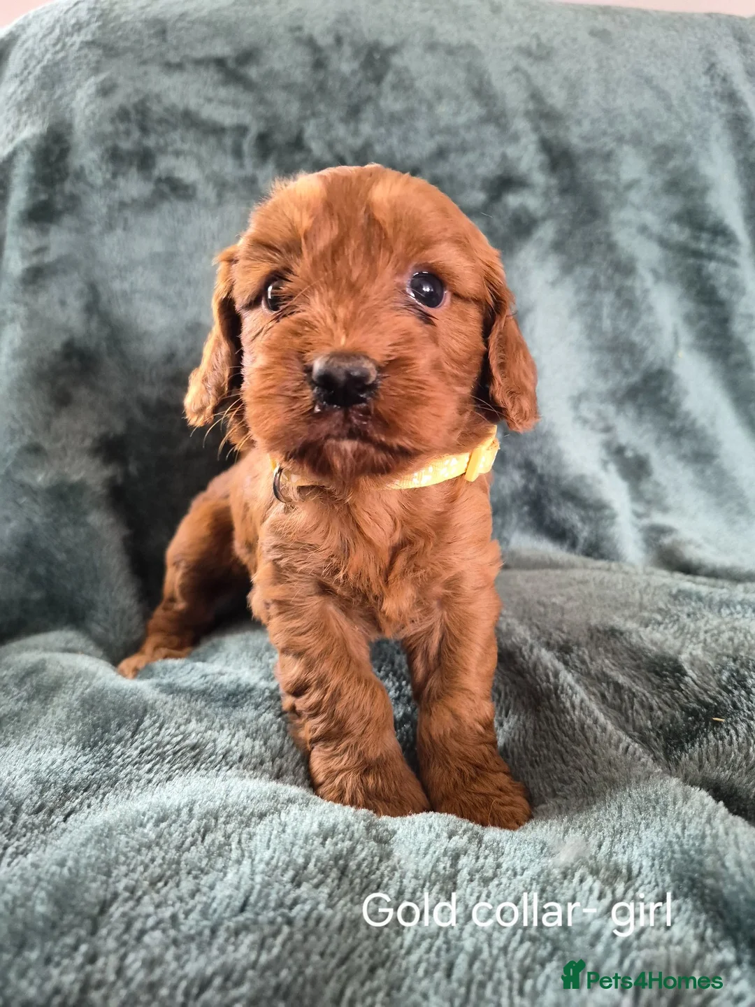 Cockapoo dogs for sale: Cockapoo puppies - Advert 1