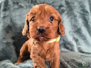 Cockapoo dogs Cockapoo puppies - Advert 2