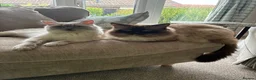 Ragdoll cats for sale: Pure Ragdoll Kittens *Ready Now* - Advert 4