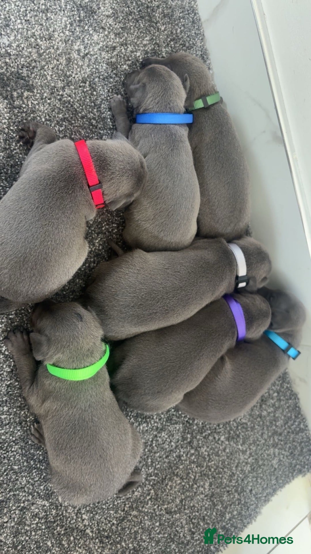 Whippet dogs Blue whippet puppies 💙🏡 - Advert 17
