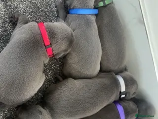 Whippet dogs Blue whippet puppies 💙🏡 - Advert 17