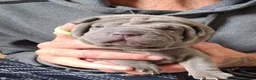 Staffordshire Bull Terrier dogs for sale: Staffy x sharpei  - Advert 10