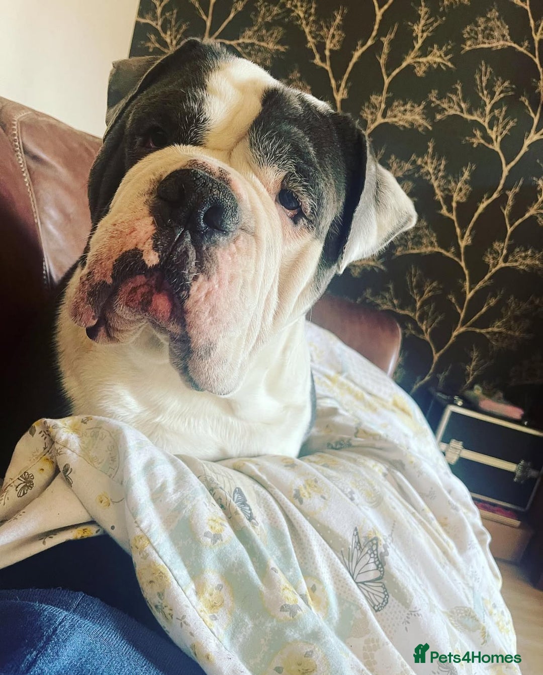 Olde English Bulldogge dogs for sale: Handsome OEB male - Image 2